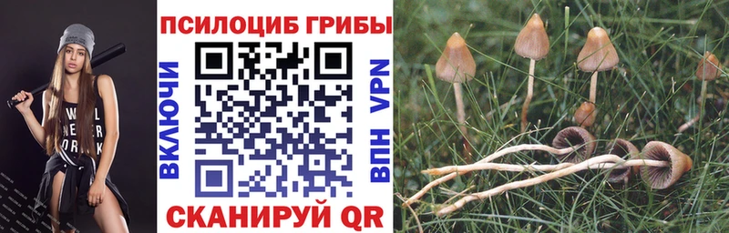 blacksprut как войти  Азов  Псилоцибиновые грибы Psilocybine cubensis 